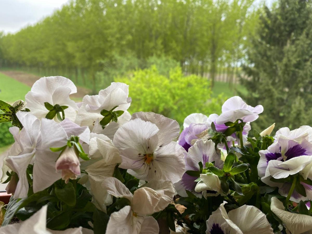 B&B Happiness In The Country Brescello Zewnętrze zdjęcie